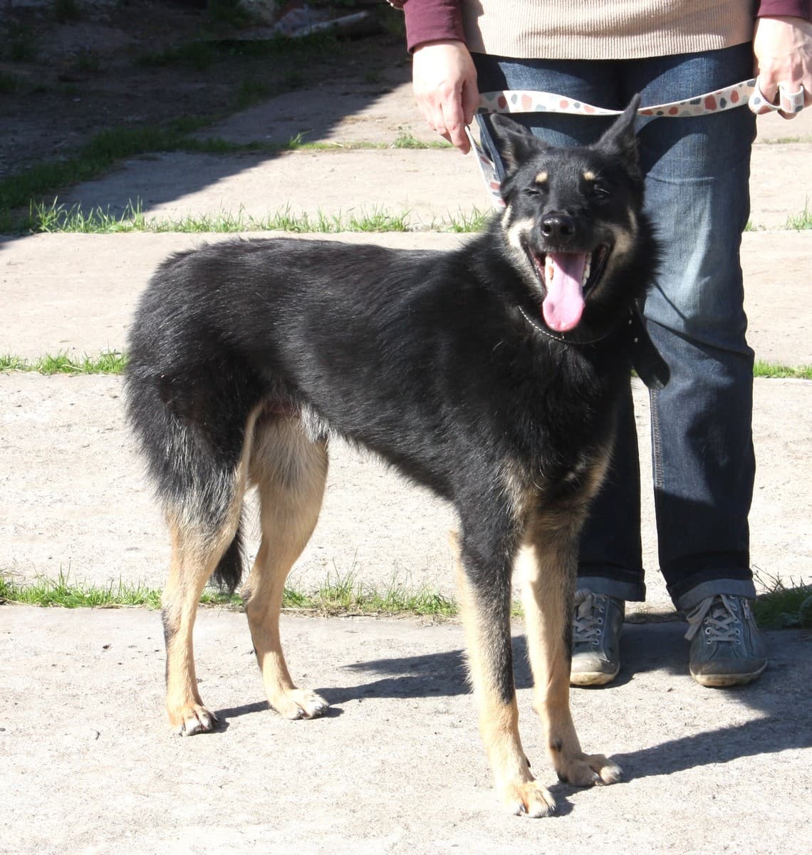 Лимон медиа 2