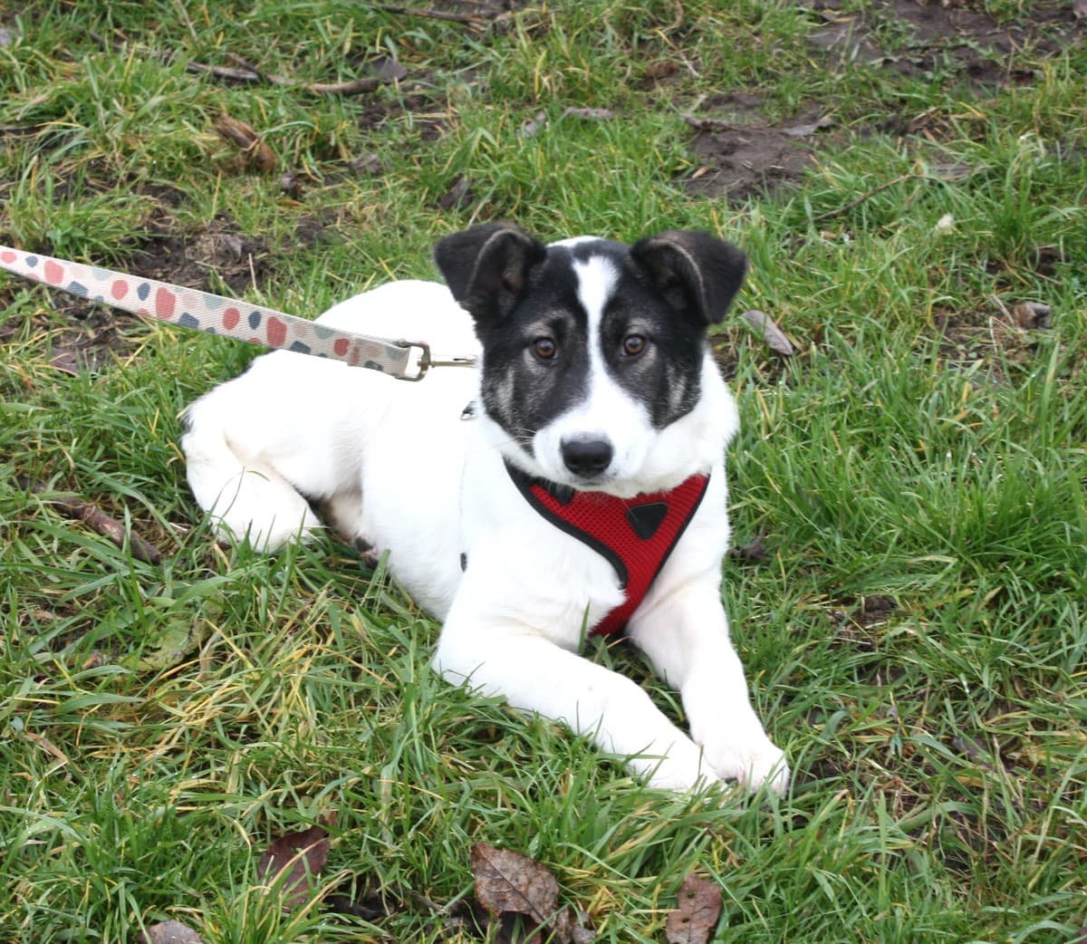 Панда медиа 6