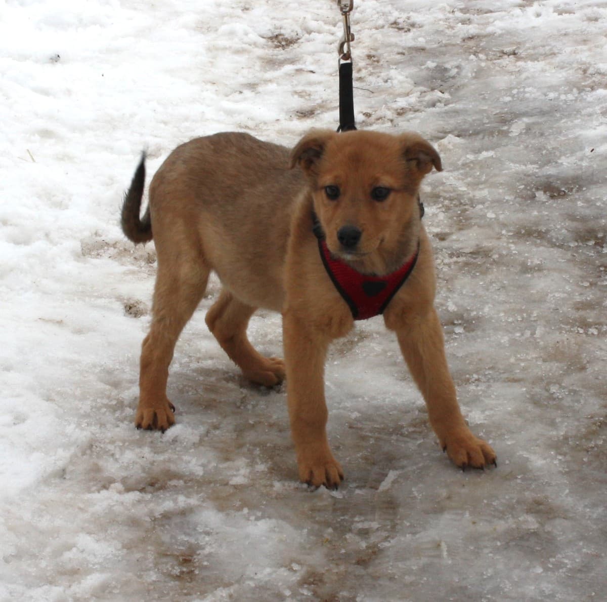 Лиска медиа 3