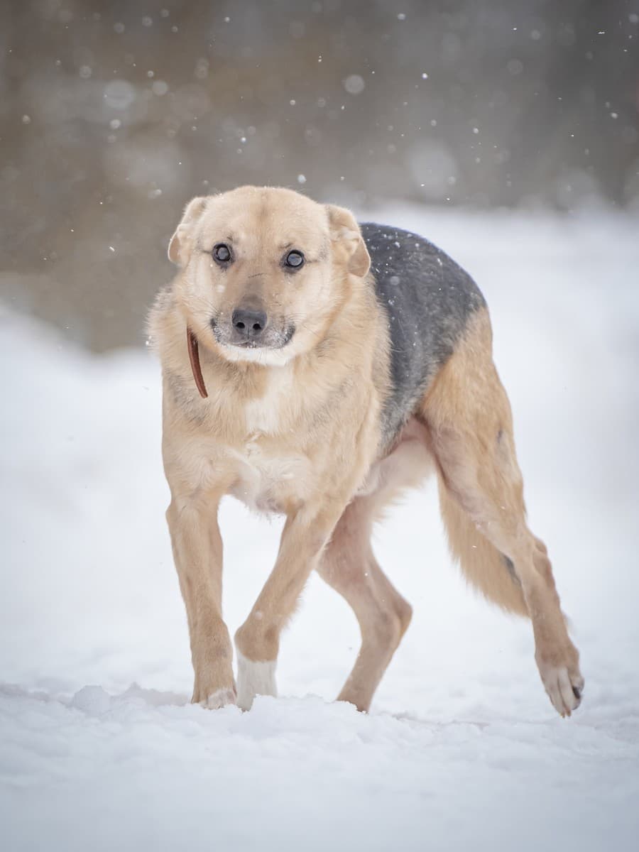 Джонни медиа 3