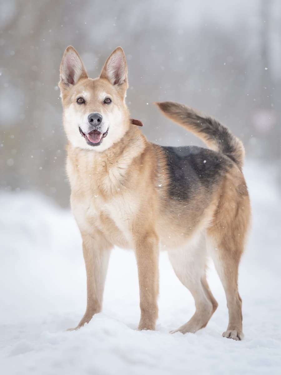 Мята медиа 3