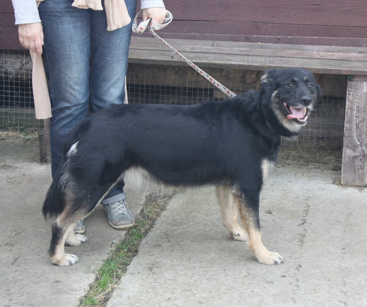 Алиса медиа 5