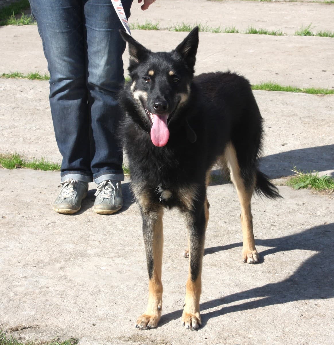 Лимон медиа 6