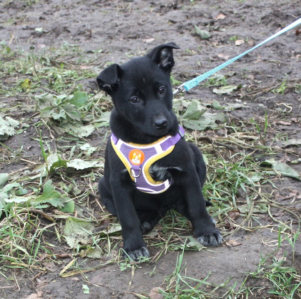 Масяня медиа 6