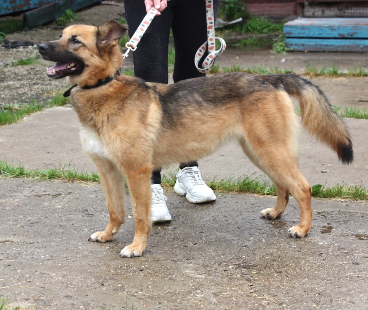 Сэмми медиа 6