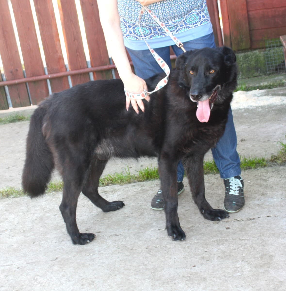 Черныш медиа 6