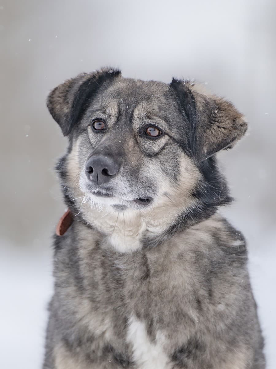 Злата медиа 5