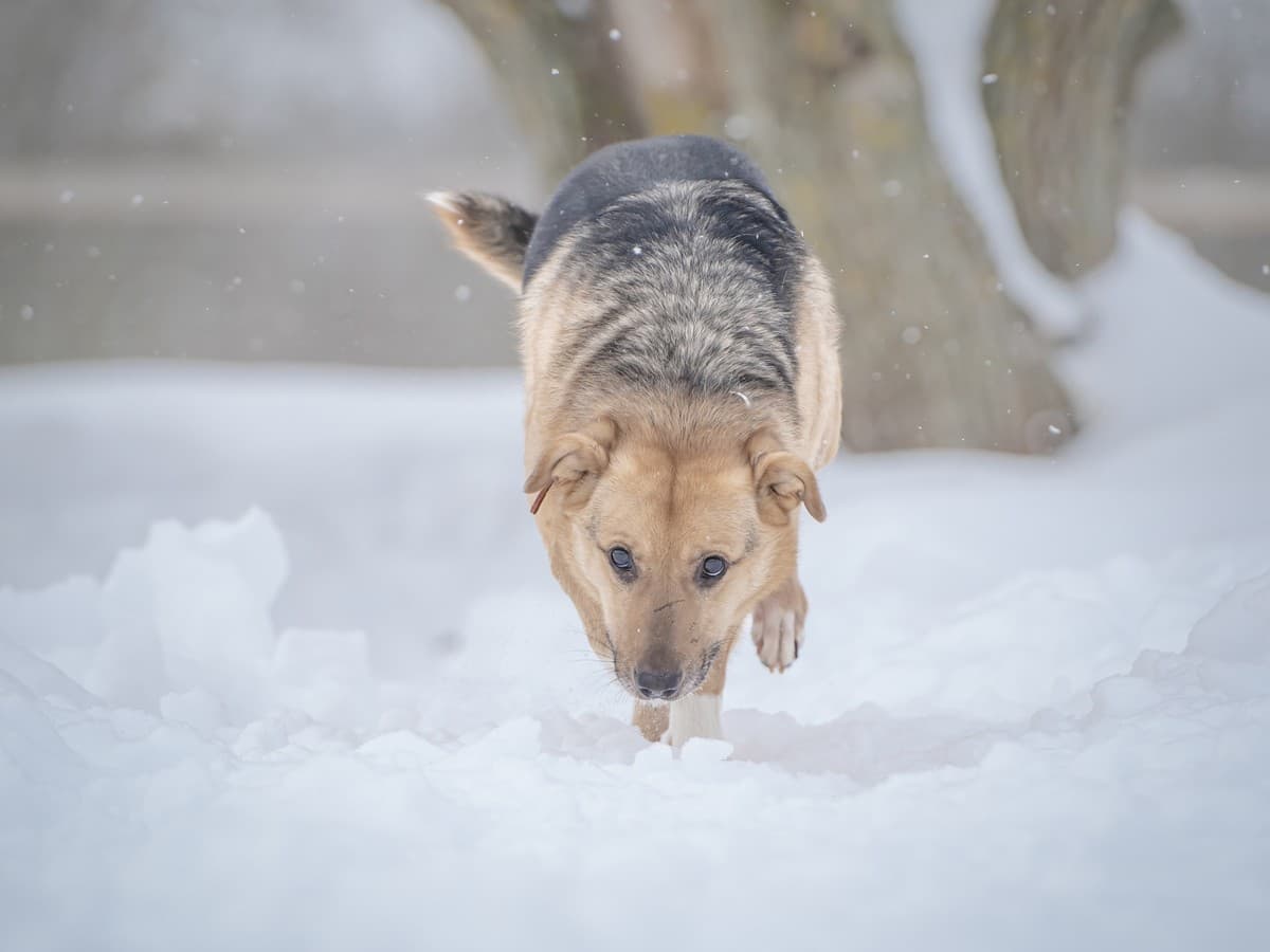 Джонни медиа 4