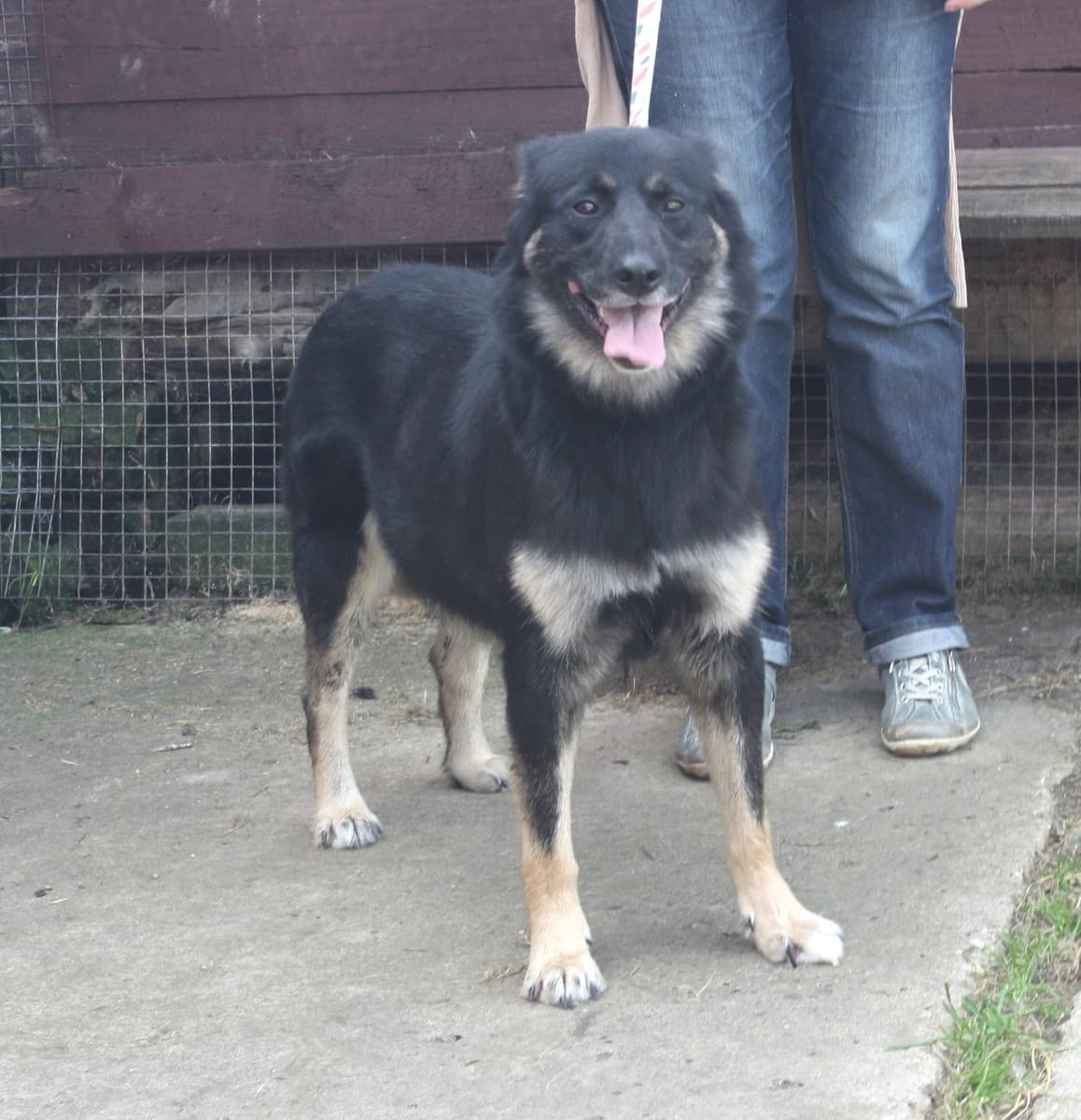 Алиса медиа 6