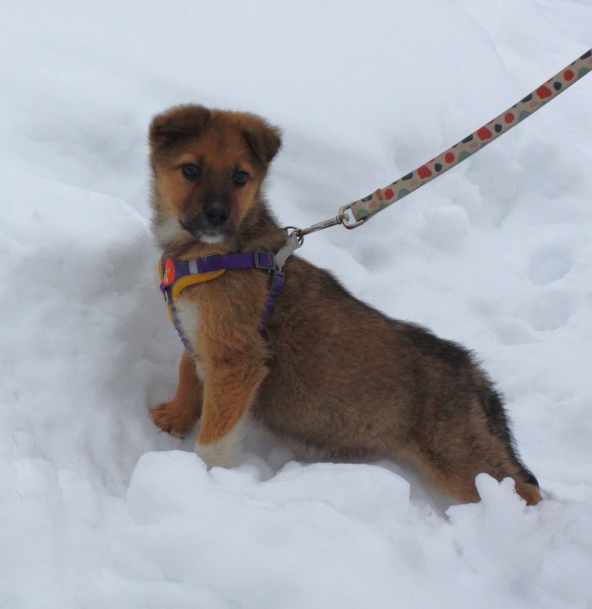 Оскар медиа 4