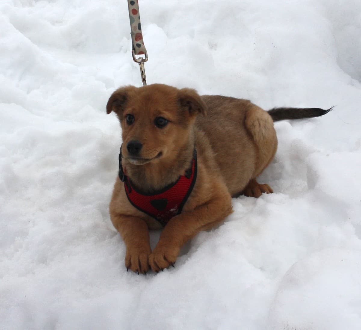 Лиска медиа 4