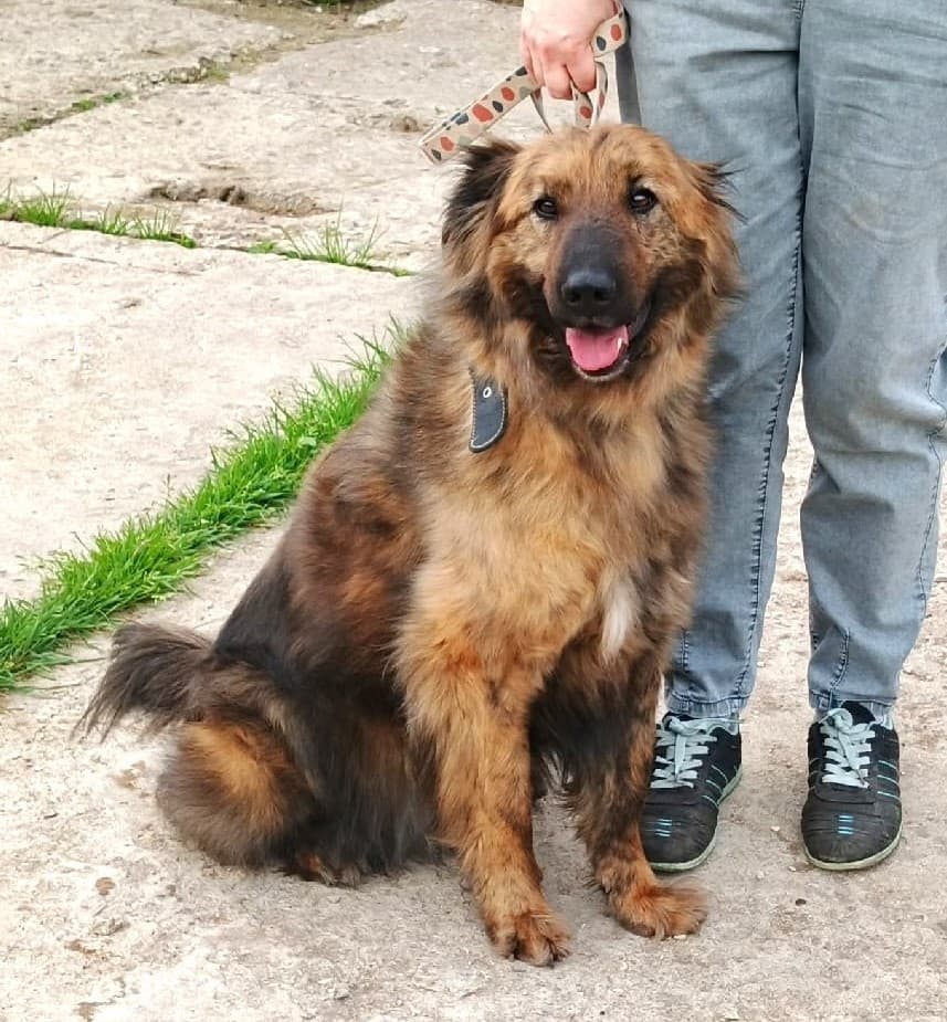 Тигруля медиа 5