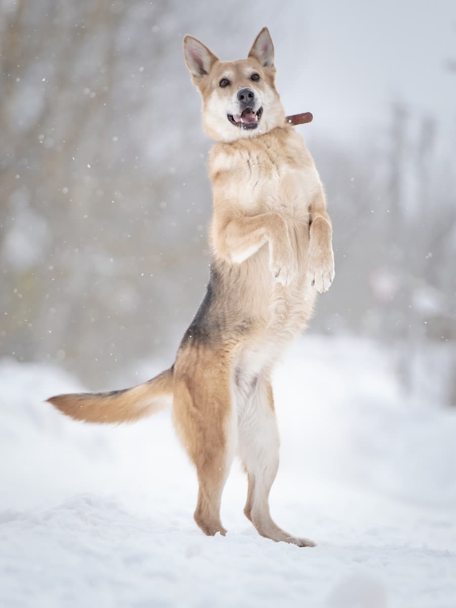 Мята медиа 4