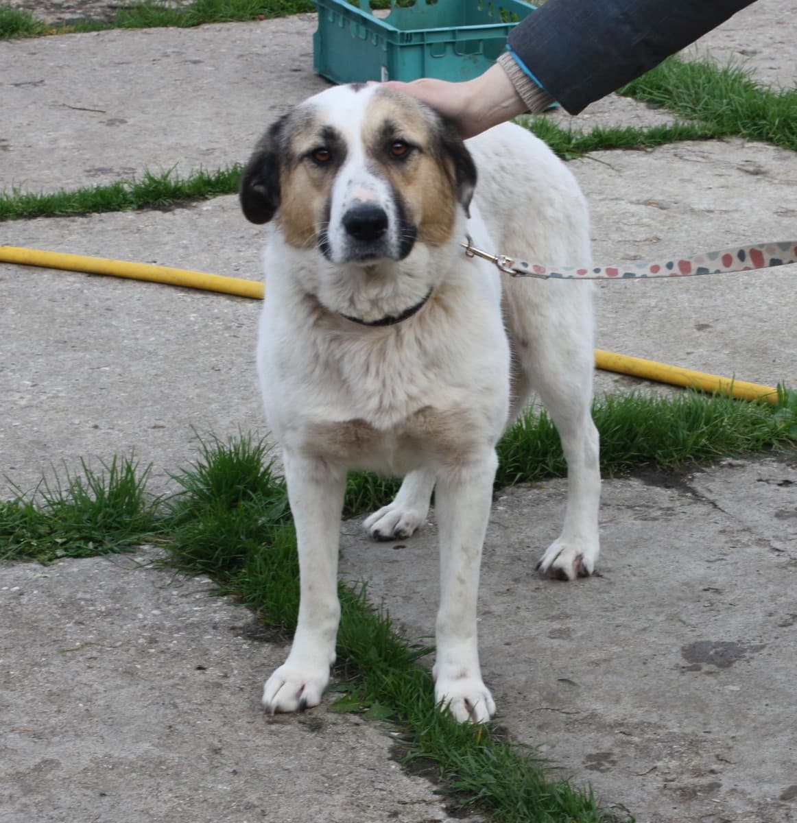 Жасмин медиа 4