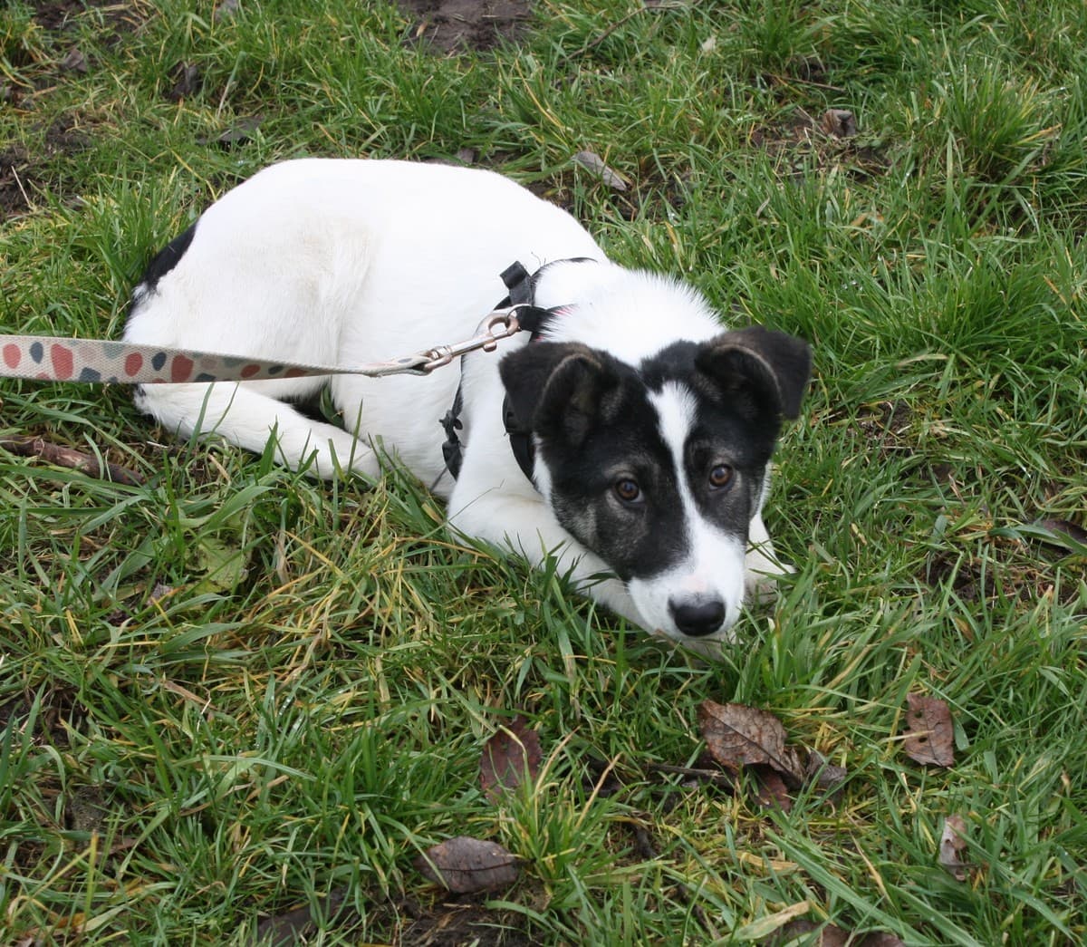 Панда медиа 7