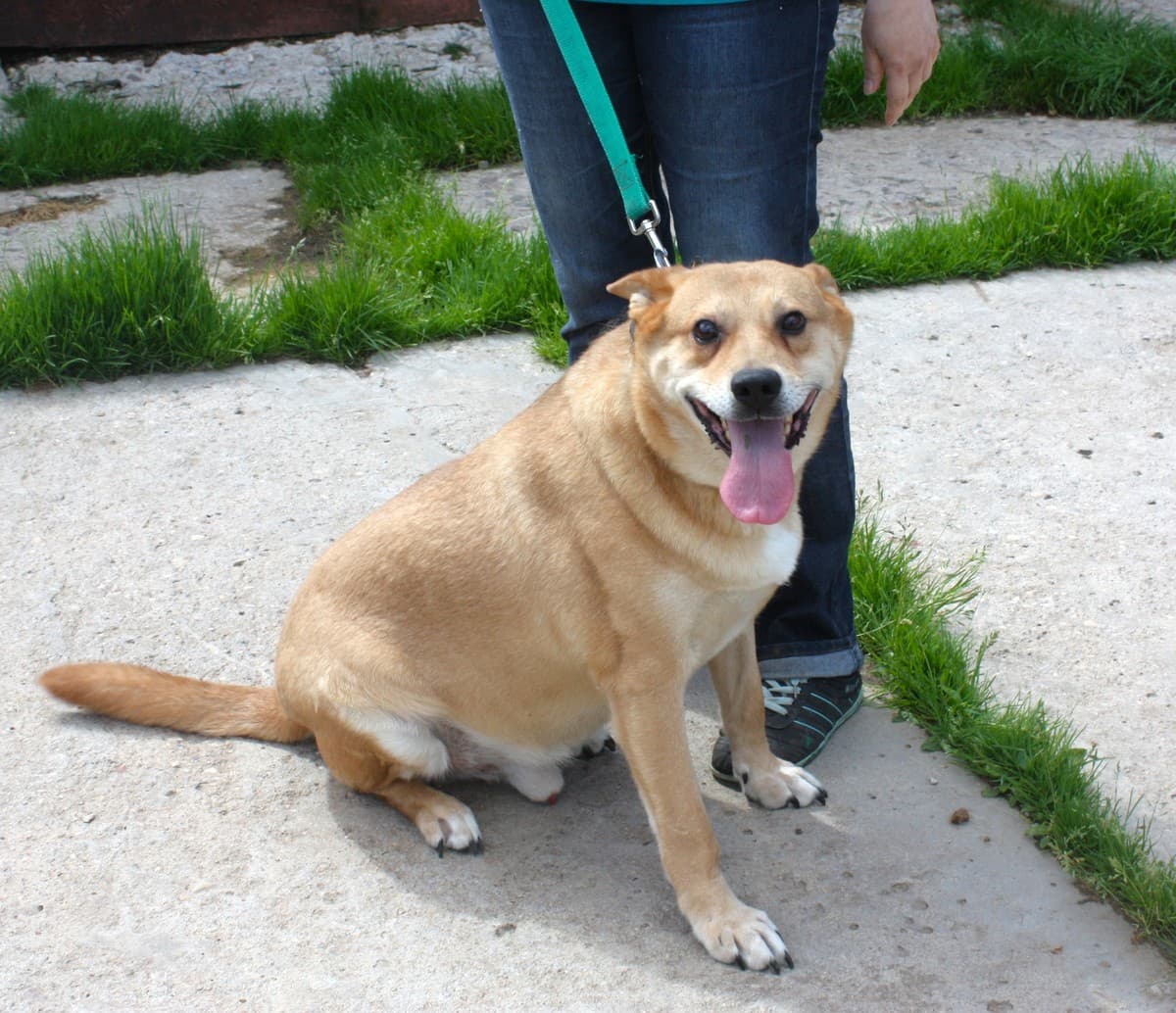 Рыжик медиа 5