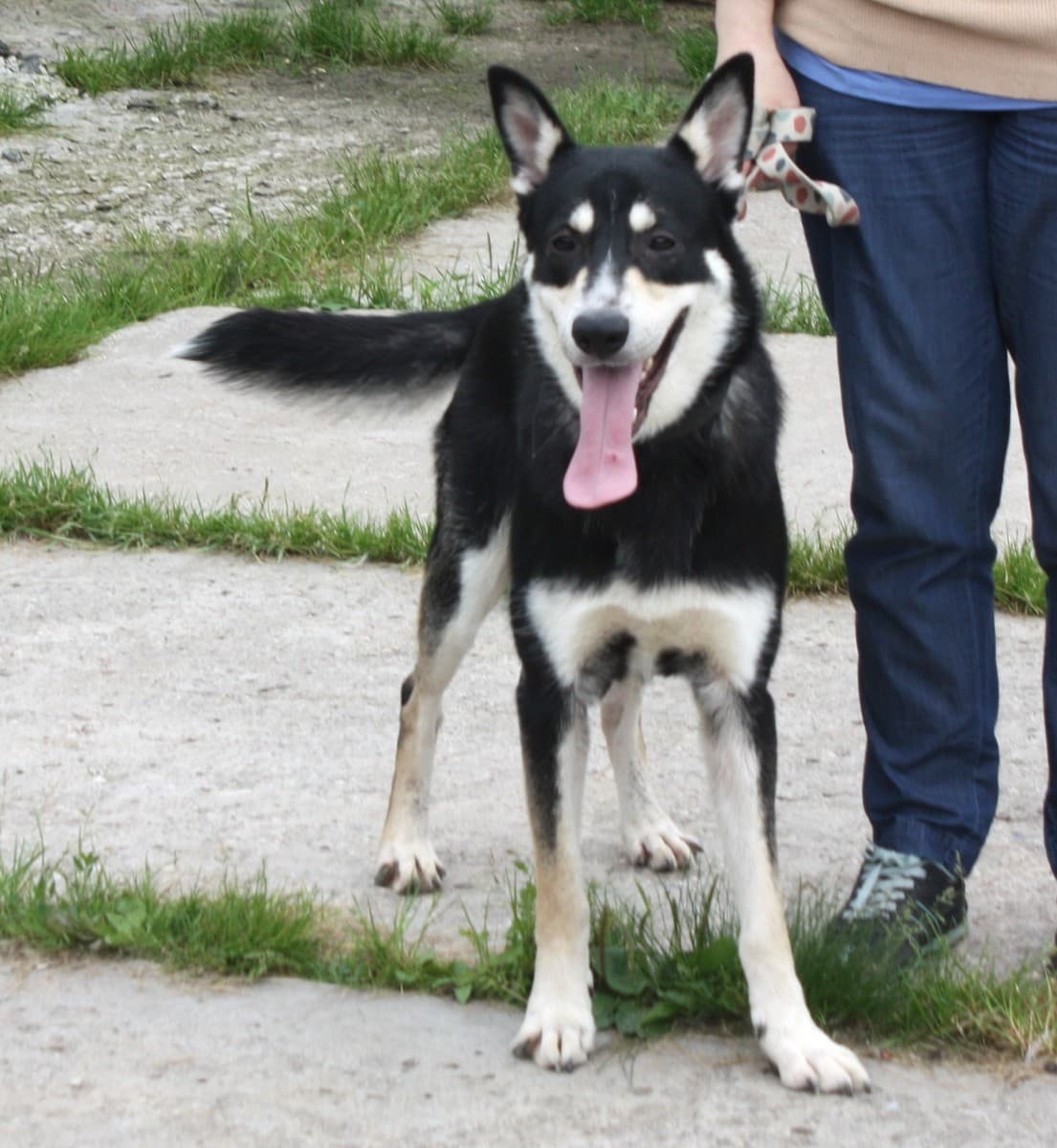 Кекс медиа 4