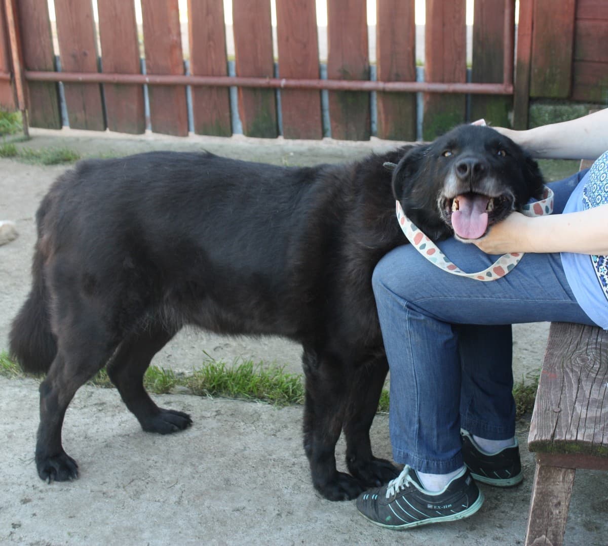 Черныш медиа 3