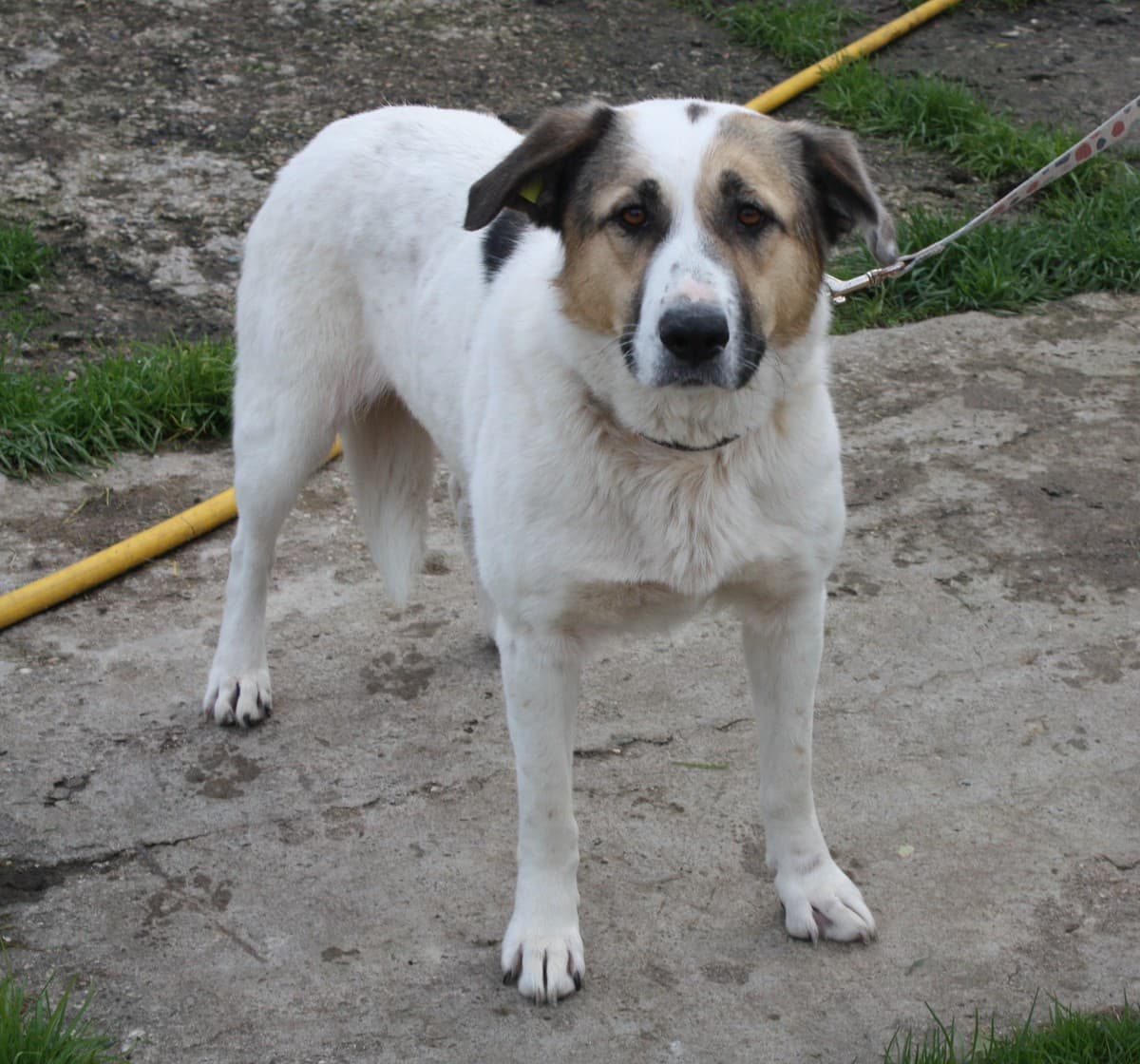 Жасмин медиа 5