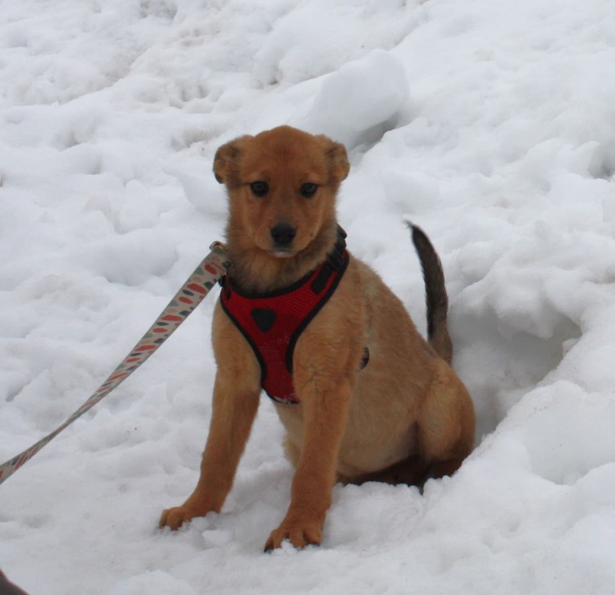 Лиска медиа 5