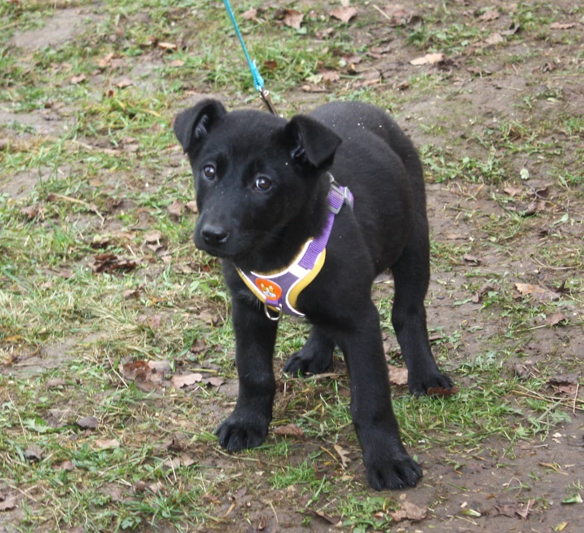 Пума медиа 5