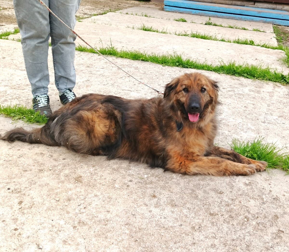 Тигруля медиа 6