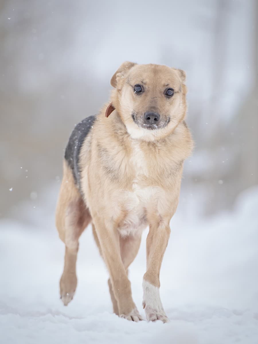 Джонни медиа 5