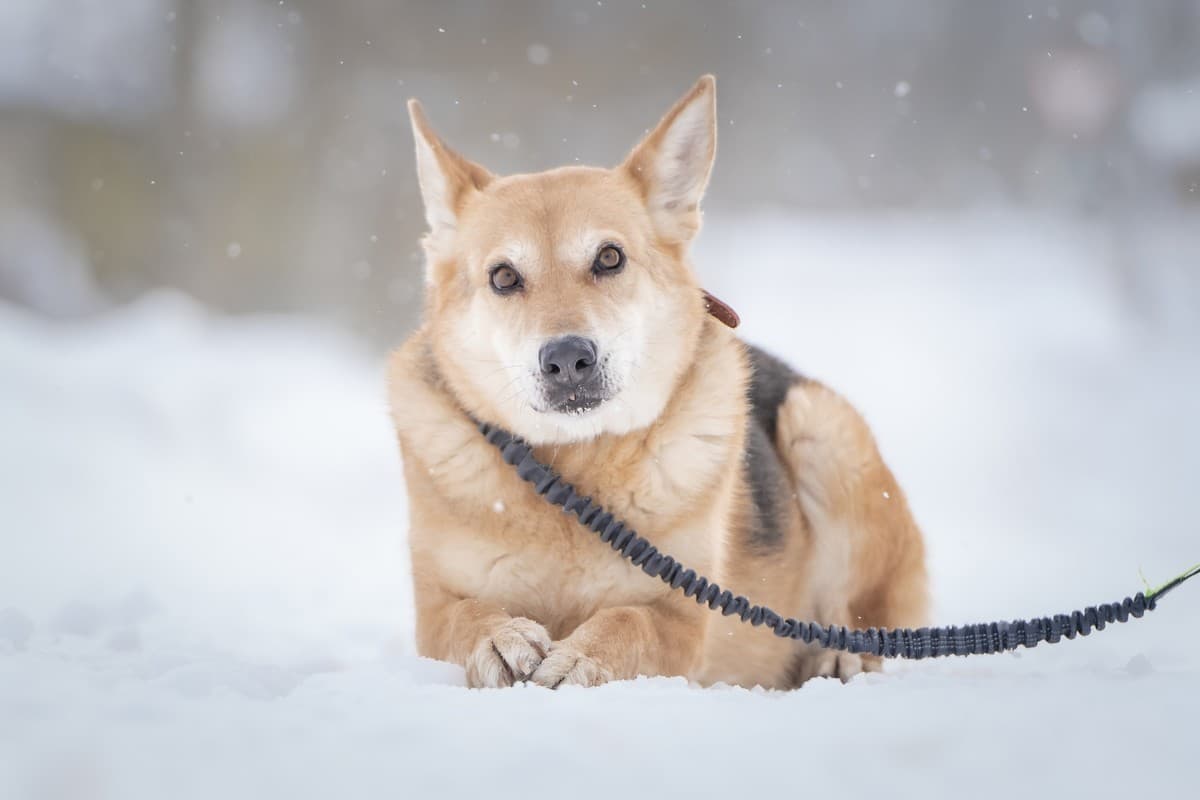 Мята медиа 5