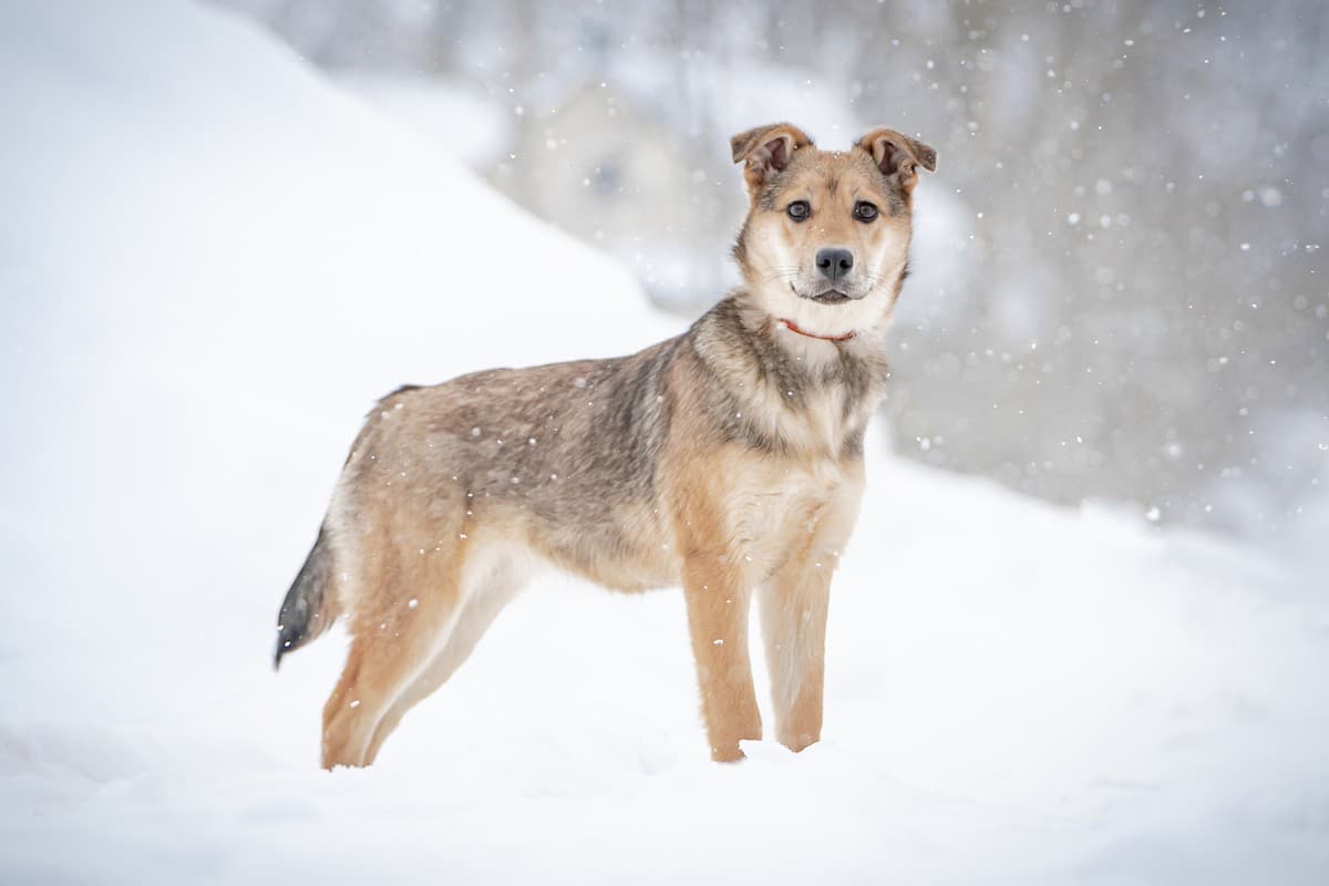 Нюша медиа 5