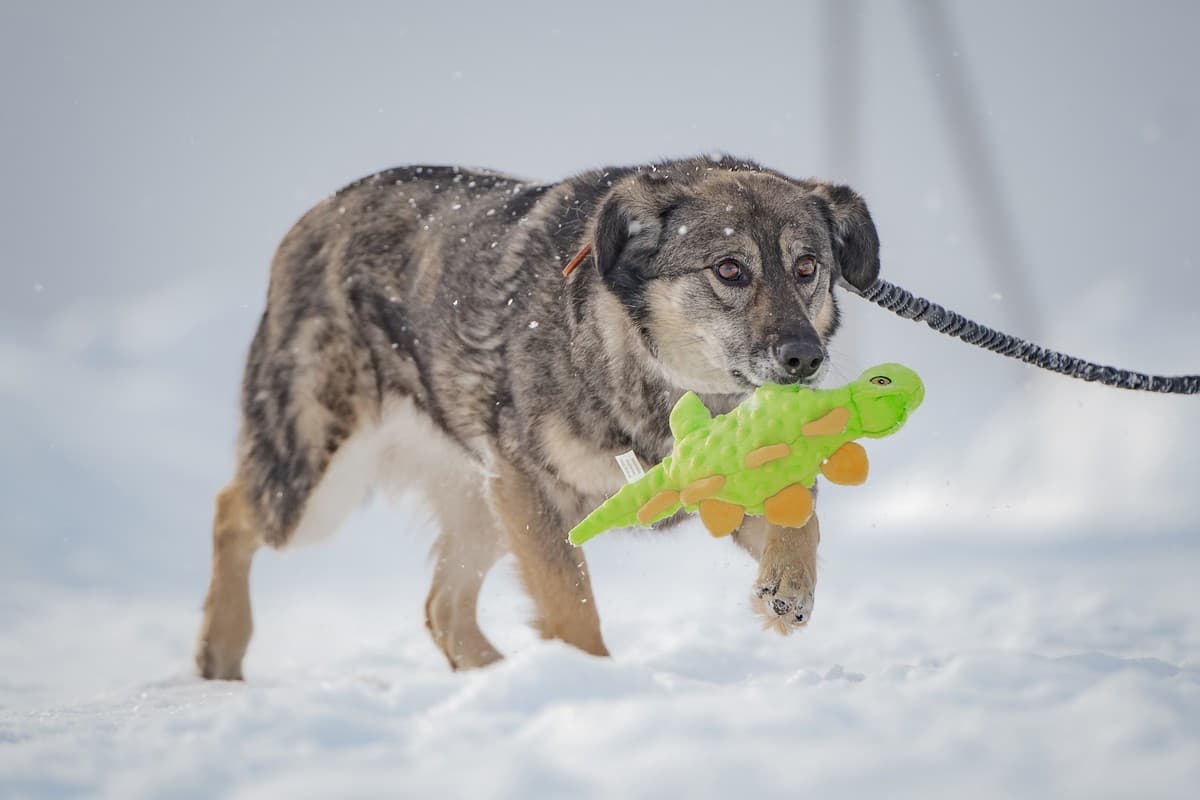 Злата медиа 6