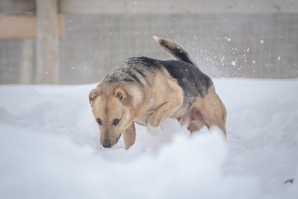 Джонни медиа 6