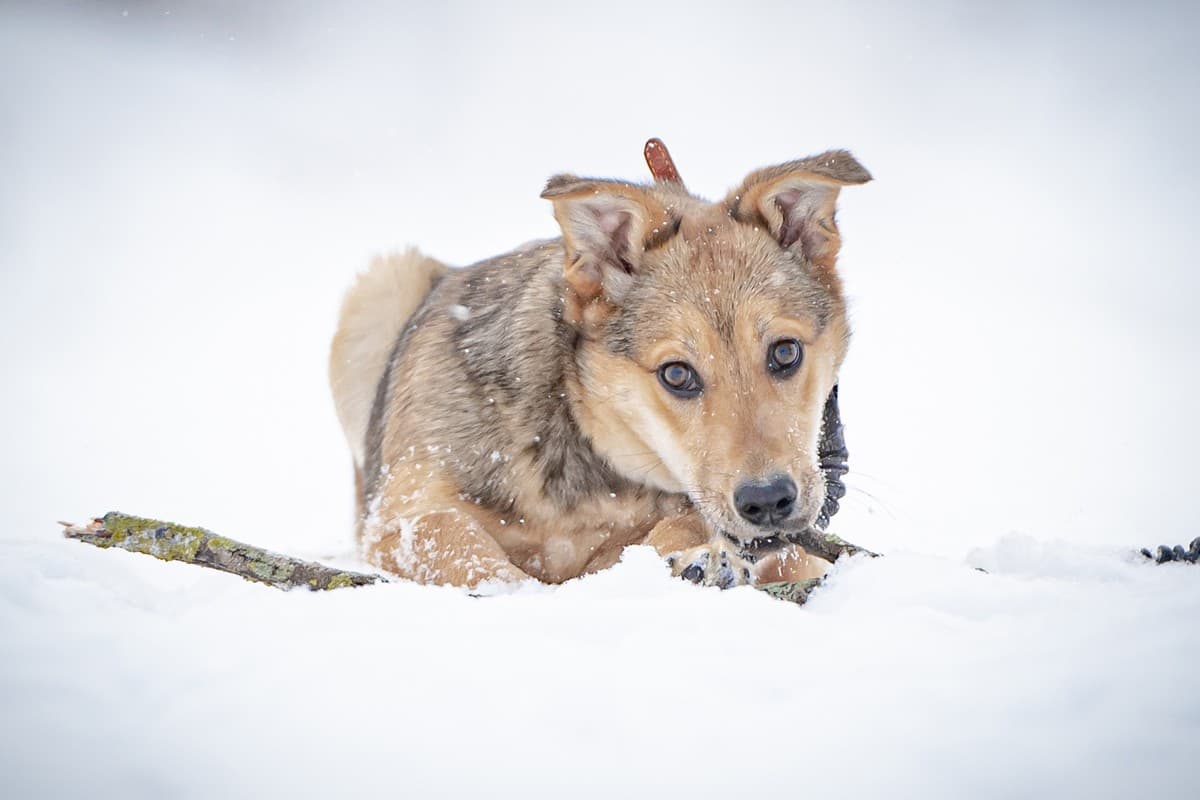 Нюша медиа 6