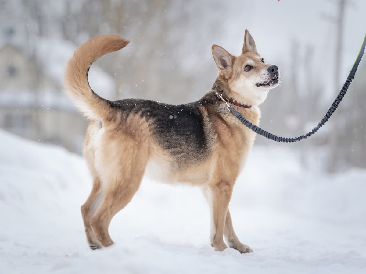 Мята медиа 6