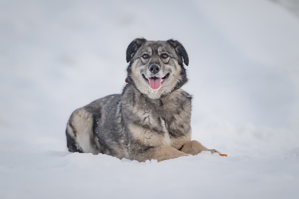 Злата медиа 7