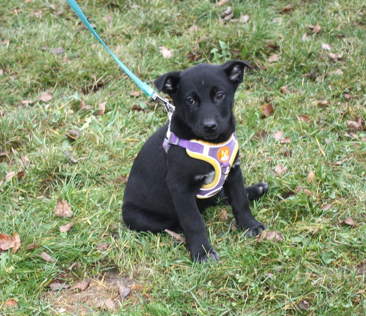 Масяня медиа 7