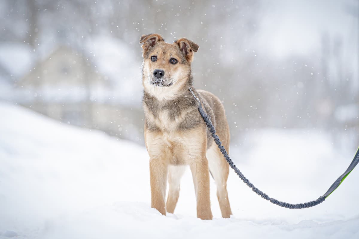 Нюша медиа 7