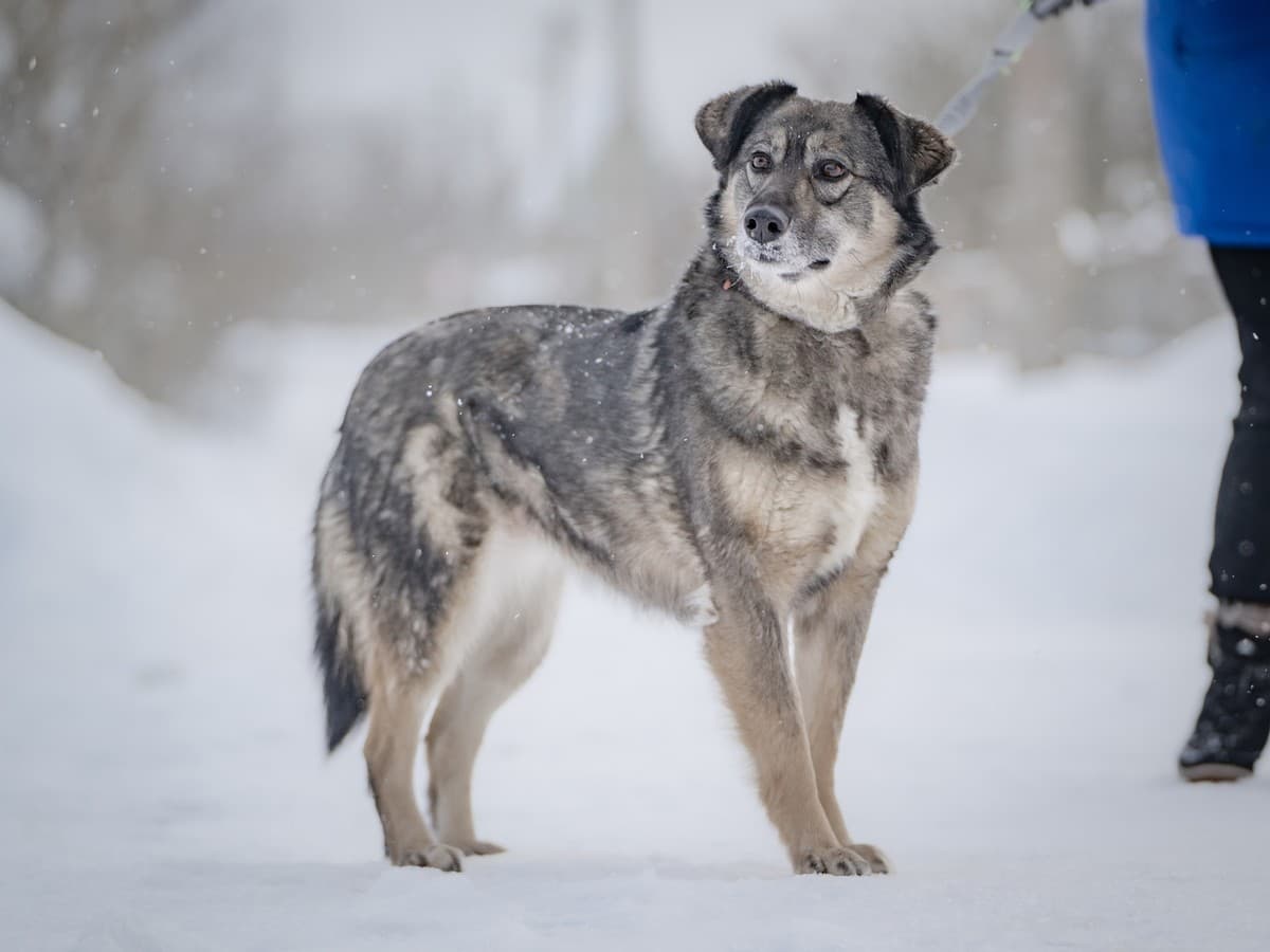 Злата медиа 8