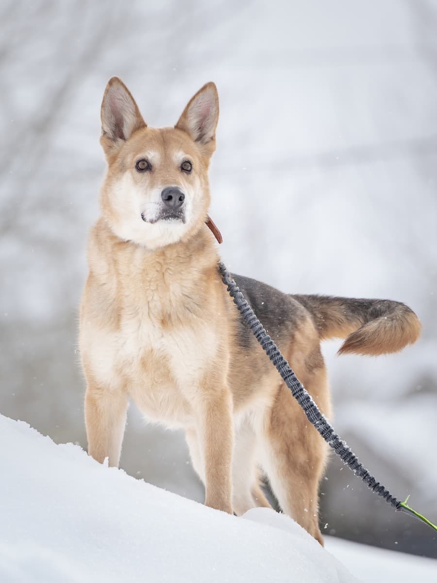 Мята медиа 7