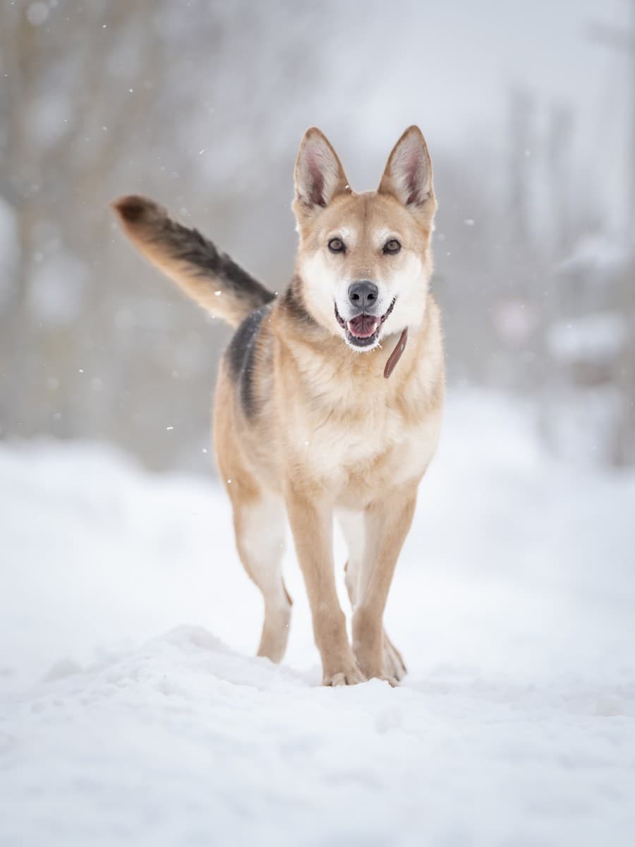 Мята медиа 8