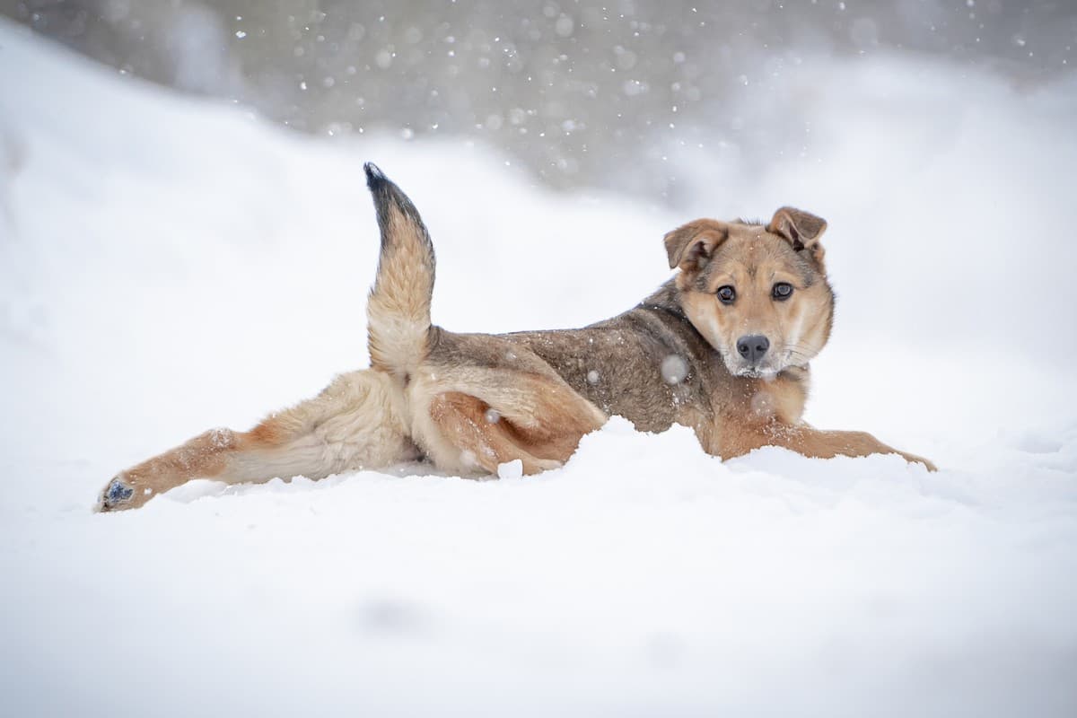 Нюша медиа 8