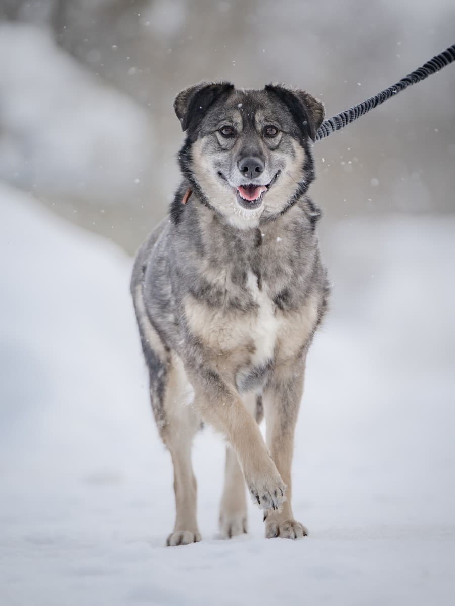 Злата медиа 9