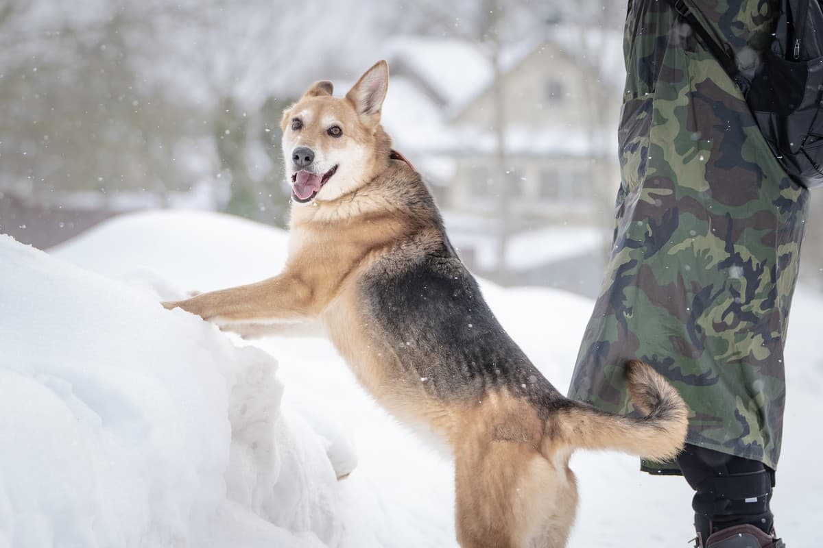 Мята медиа 9