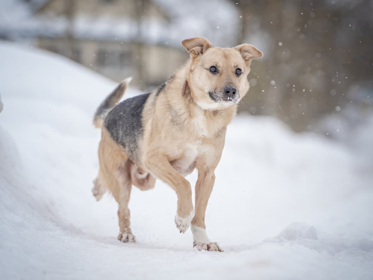 Джонни медиа 9