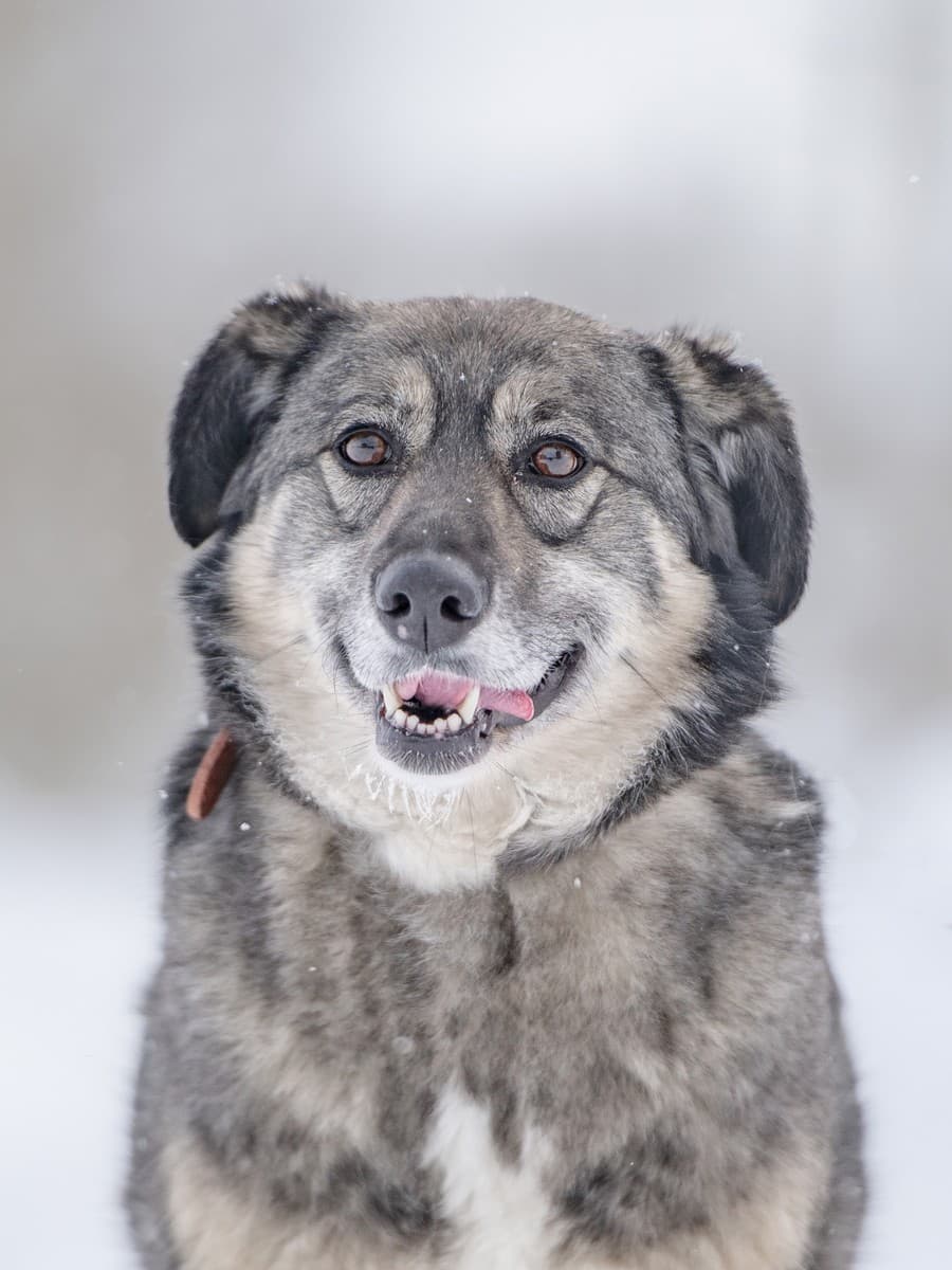 Злата медиа 10