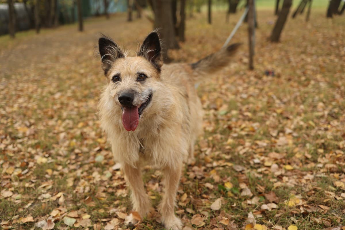 Тотошка медиа 6