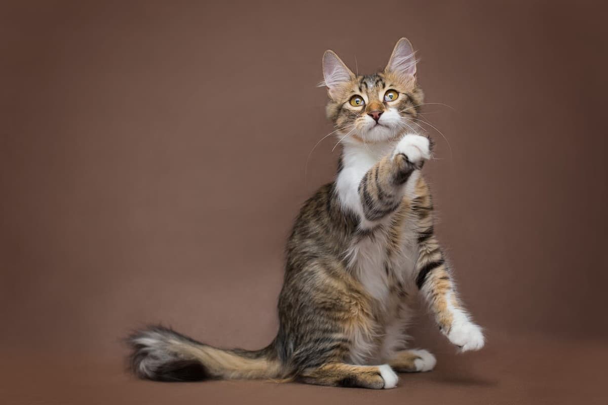 Татоша медиа 5