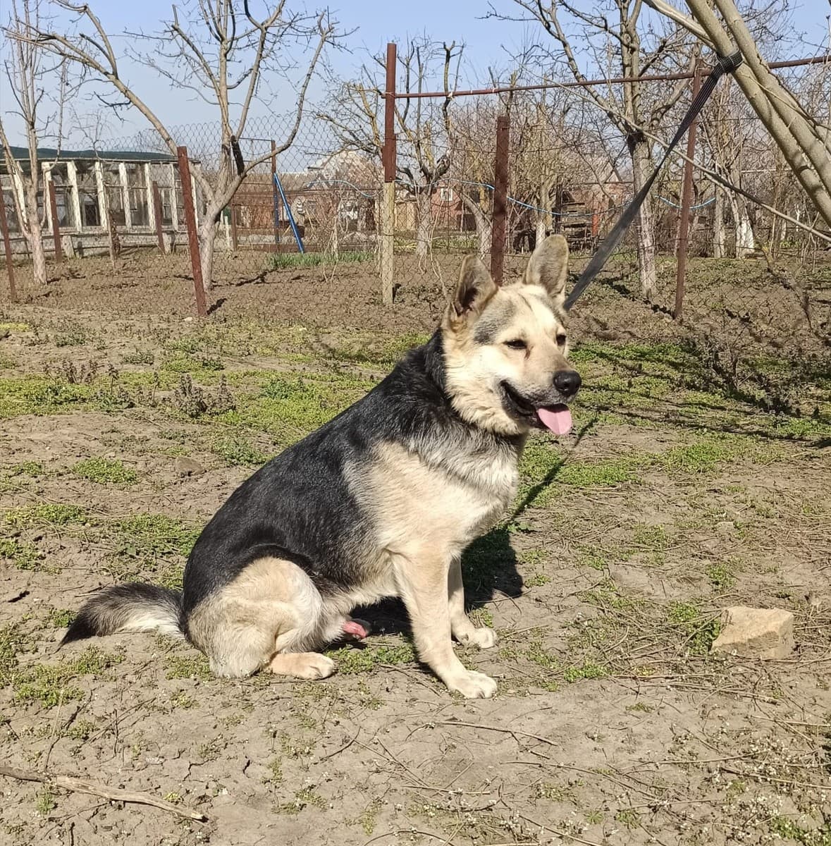 Арчи медиа 5