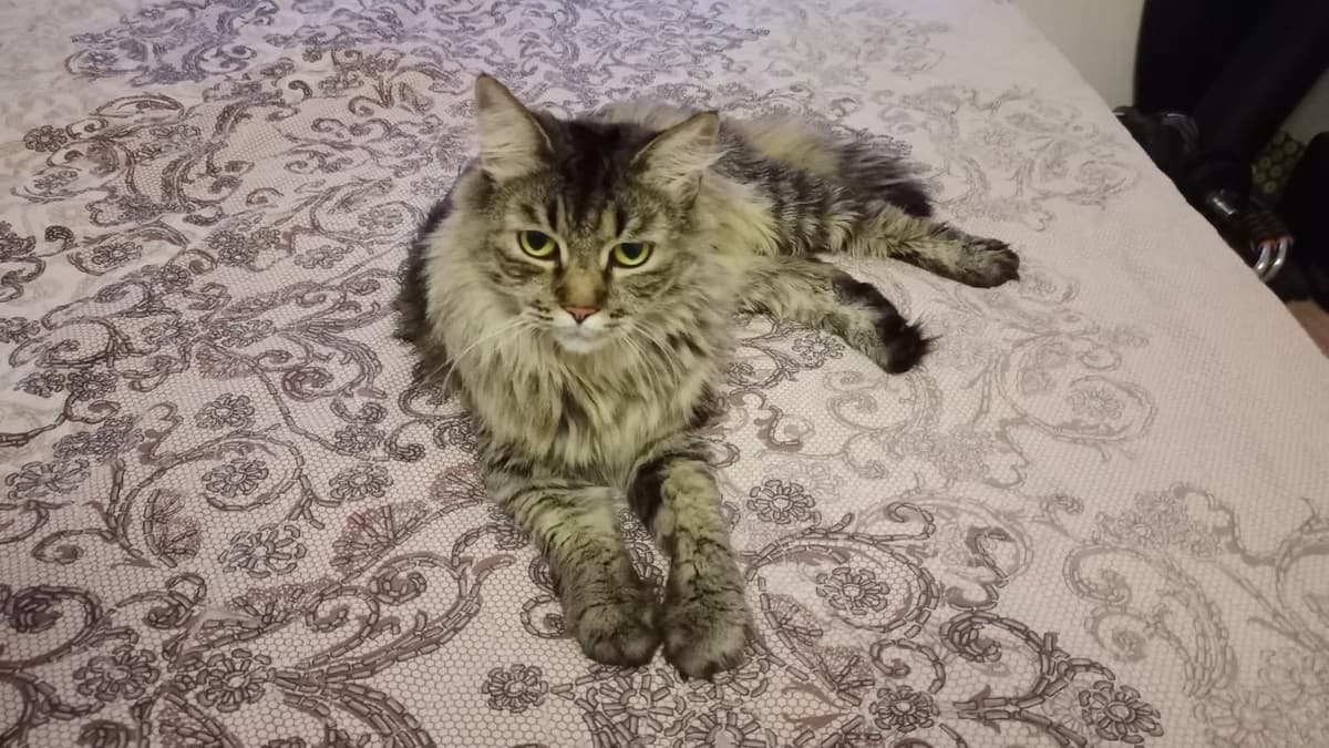 Анфиса медиа 5