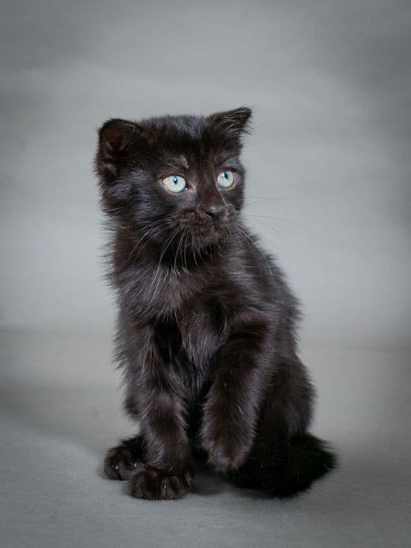 Марио медиа 2