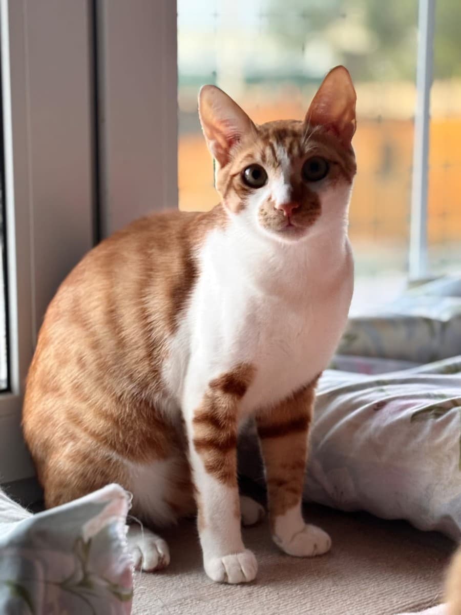 Маркиз медиа 4